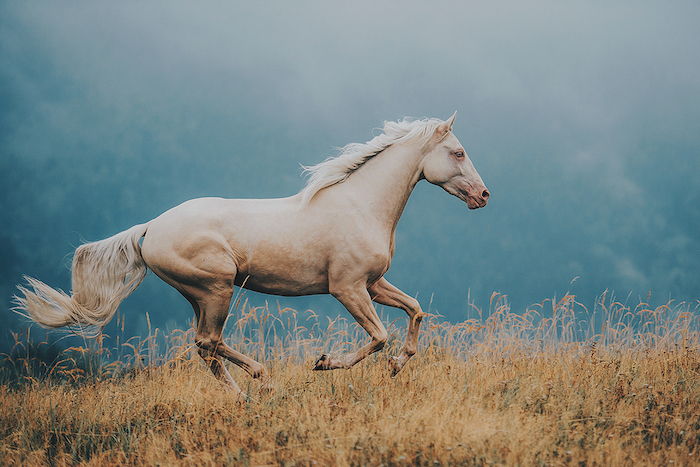na tému koní a koní - tu je bežecký kôň s bielym chvostom a bielou hustou hrivou