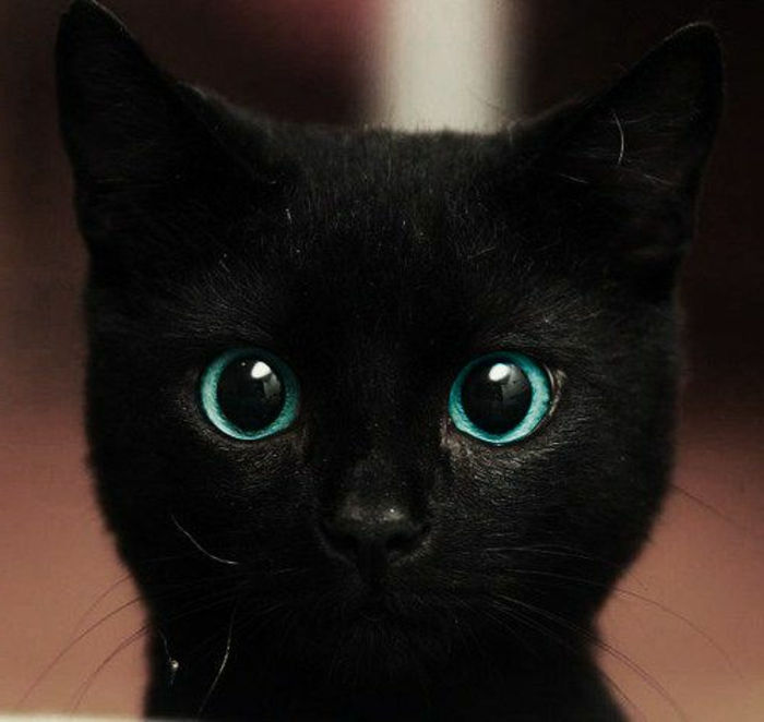črna mačka prinaša slabo srečo ali srečo sladko malo živali z velikimi modrimi očmi modro oko