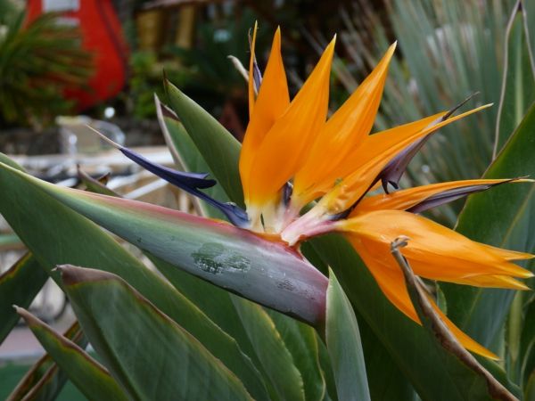 výnimočný-izbové rastliny-Strelizien-oranžová farba