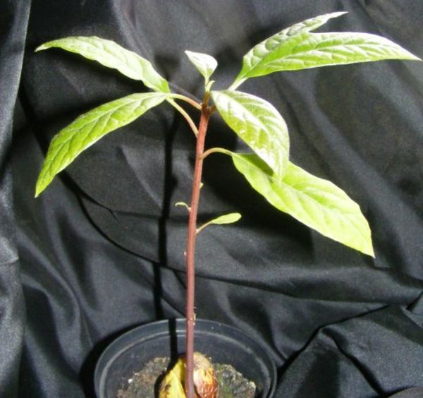 avokado rastlin 5