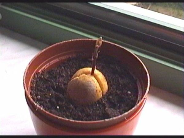 avocado plante-7