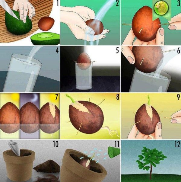 avocado plante-manual