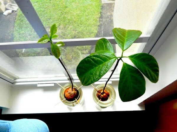 Avokado-plante-plante avocado-hage