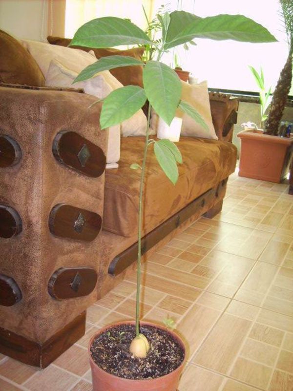 avocado-plantet-tree-pot