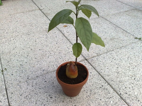 avokádo-in-pot-tropický-izbové rastliny-to-home