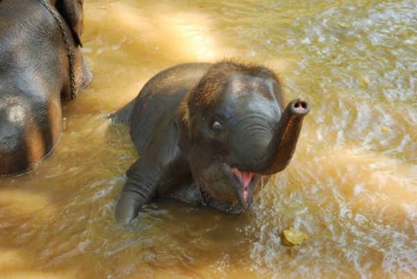 baby-elefante-bagno-e-have-fun