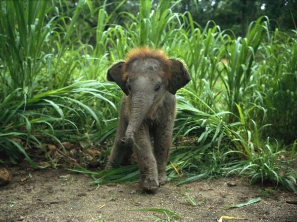 bebek fil-in-the-orman-çok güzel doğal-foto