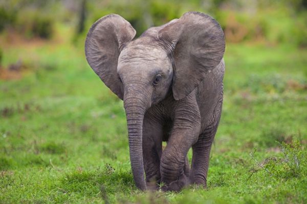 baby-elefante-running-on-the-erba