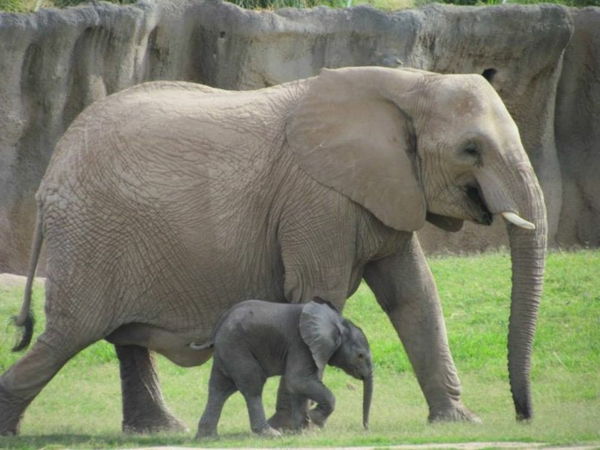baby-elefante-prossimi-corre-sua-madre