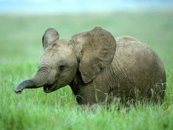 bebek fil-ile-büyük-komik etkili Kulaklar