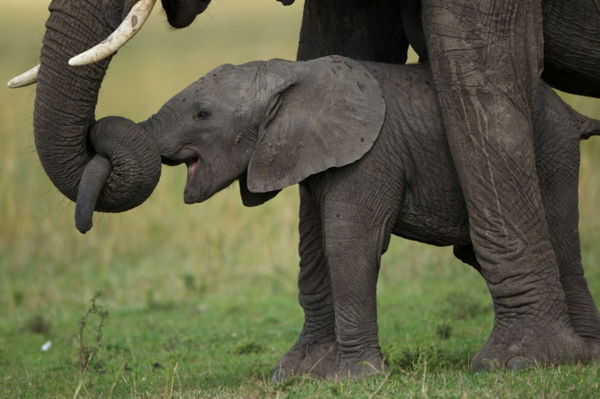 bebek fil-by-onun-büyük-mama
