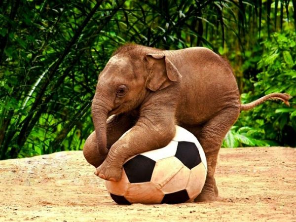 baby-elefante-gioco-calcio-e-have-fun