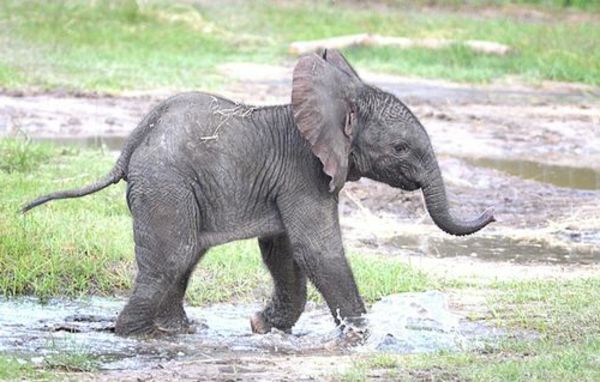 baby-elefante-gioco-con-acqua-e-avere-tanto divertimento