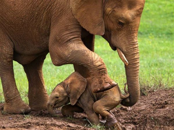 bebek fil-altında-büyük-ayak-onun-anne