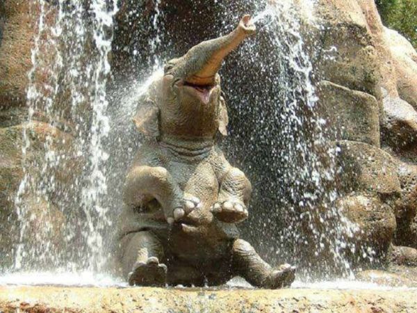baby-elefante-under-a-cascata-hat-tanto divertimento