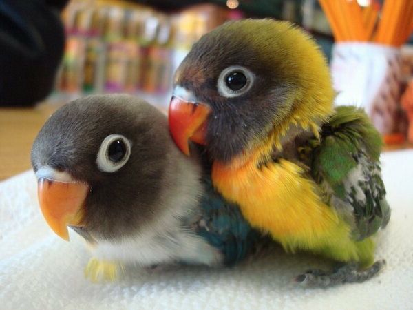 otroška papagaji Parrot Parrot Parrot-kupi-kupi-papige ozadje pisana papiga
