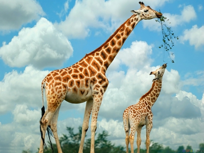 animais do bebê fofo e seus pais, mamãe girafa e criança, amor materno no reino animal, fotos fantásticas