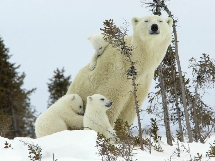 słodkie zwierzęta, macierzyńska miłość w królestwie zwierząt, słodkie zwierzątka i ich mama, rodzina niedźwiedzi, piękne zdjęcia