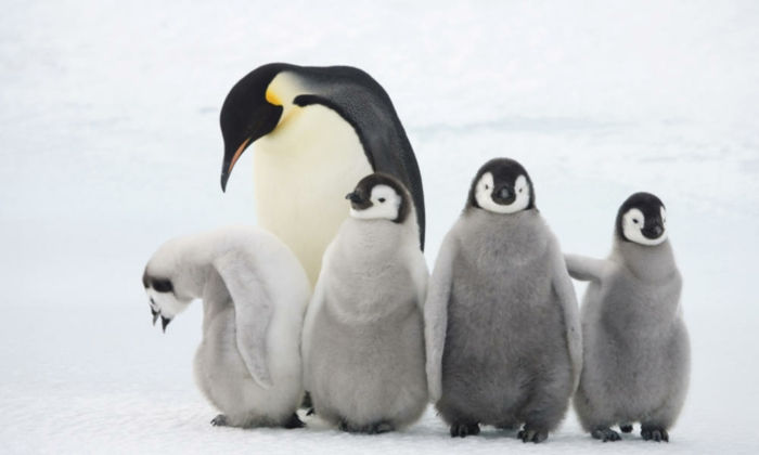 schattige pinguïns moeder met haar kinderen, fantastische foto's van schattige dieren, moederliefde