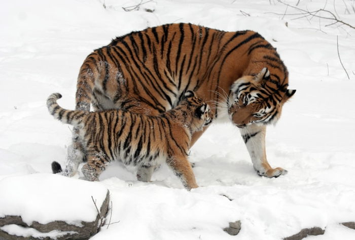 lief dier baby en zijn moeder, moeder liefde in het dierenrijk, tijger baby en moeder