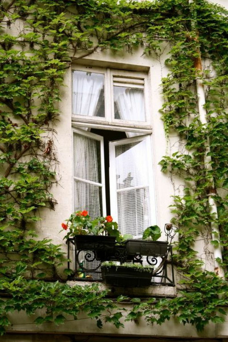 balcon-plantă-un-mare-ferestre