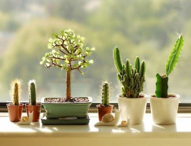 balcon-plantă-cactus-in-frumoase vase
