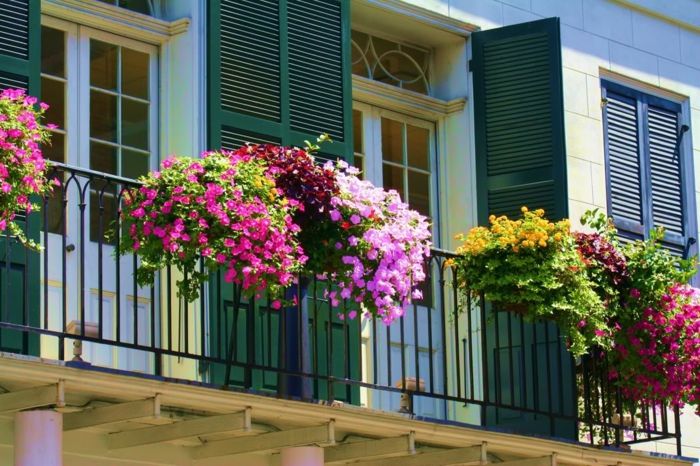 balkonowe kwiaty, kolorowe barwy