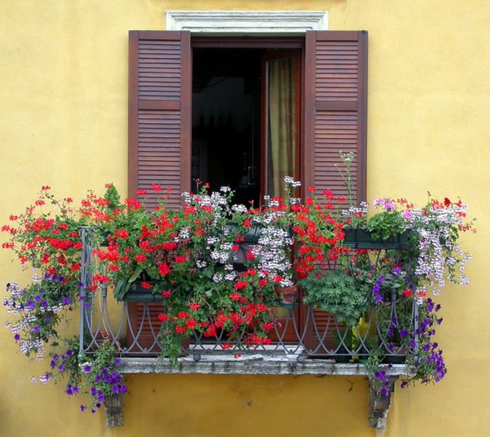 balkonowe kwiaty-żółto-ściana