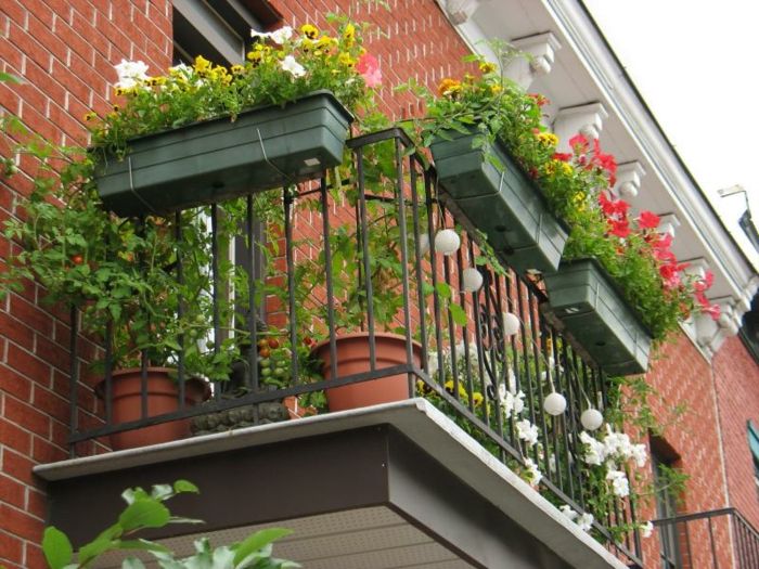 balkonowe kwiaty-włosko-wyglądać