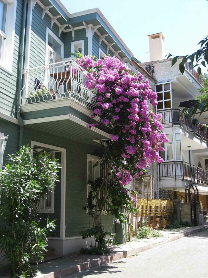 balkonowe kwiaty purpurowe kwiaty
