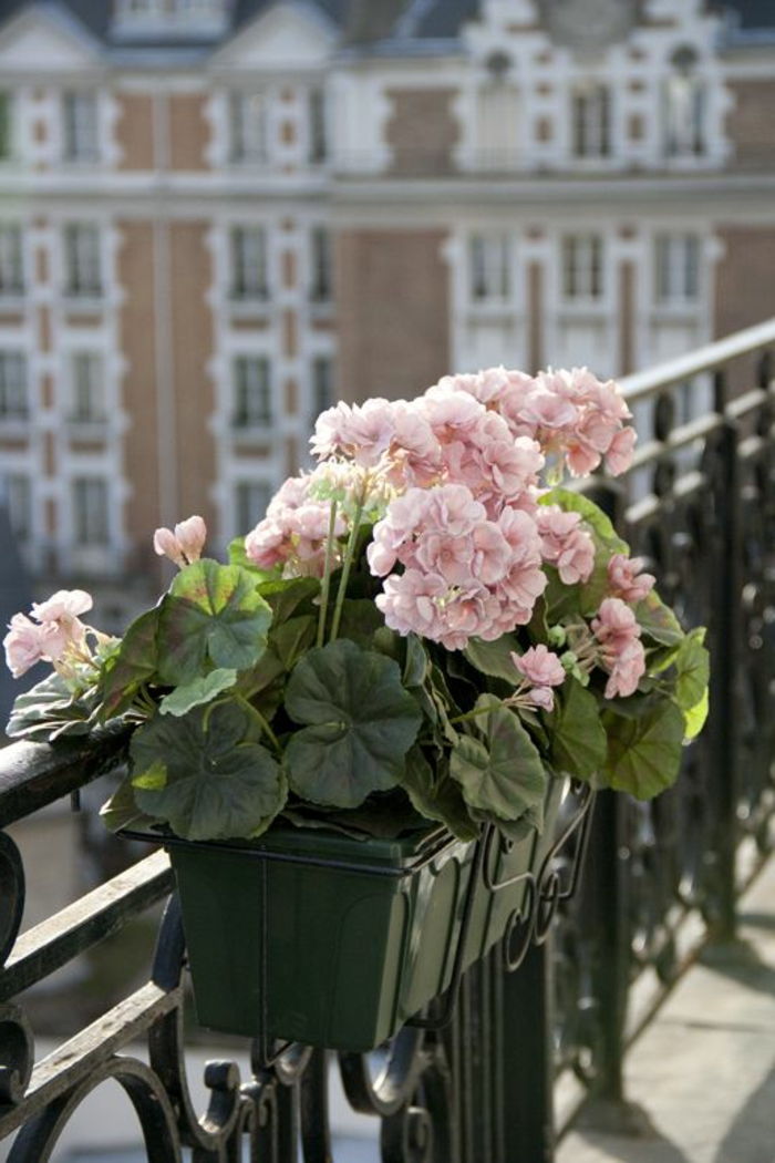 balkónové kvety-posige-svetle nuansy