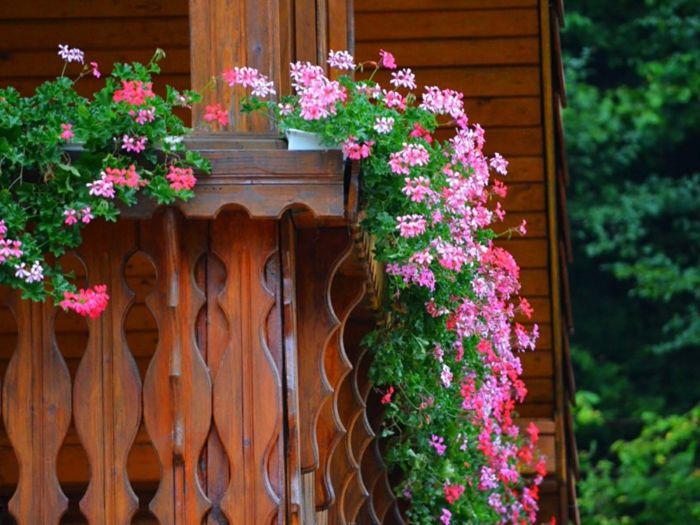balkonowe kwiaty-różowo-piękny kolor