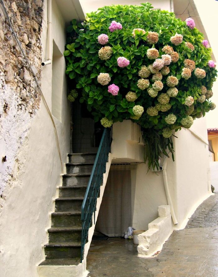 balkónové kvety-nádherné-schody