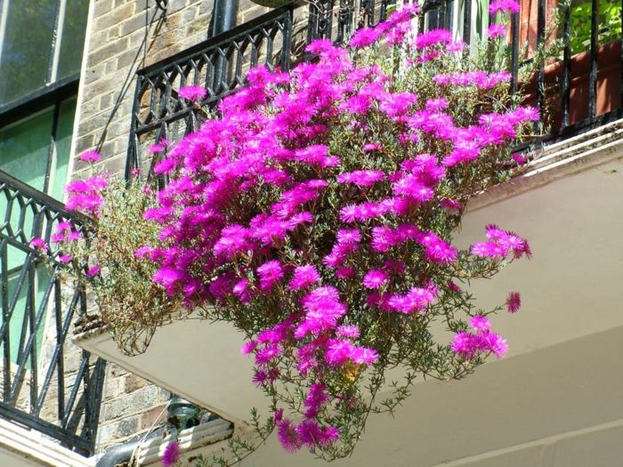 balkonowe kwiaty super ciekawy kolor