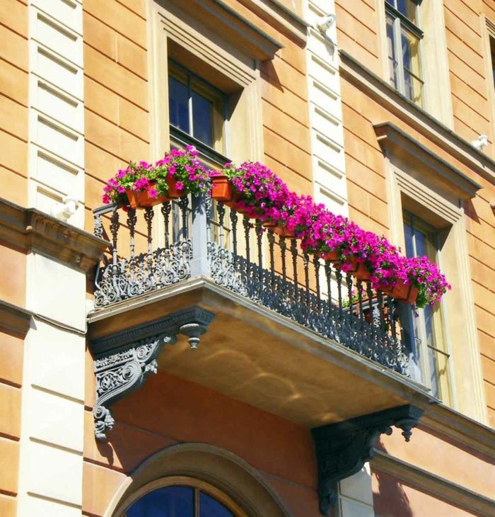 balkónové kvety-zyklamenfarbige rastlina
