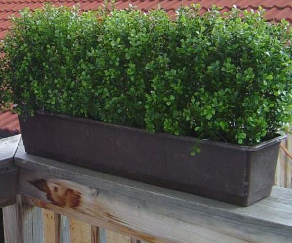 revestimento varanda-verde-vaso-planta-acolhedor-ambiente-no-terraço