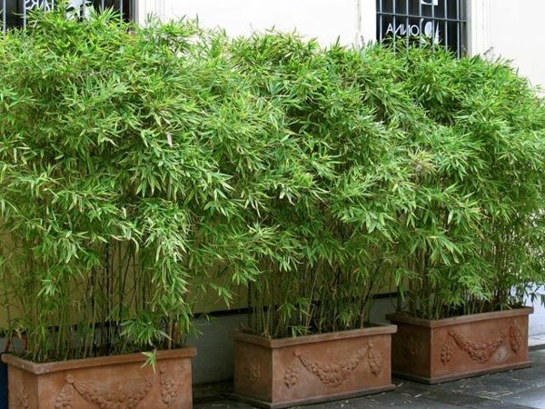 bambus, balkon-lepa-rastlina-v-lončkih