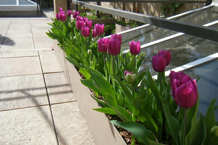 plantage dakterras tulpen paars