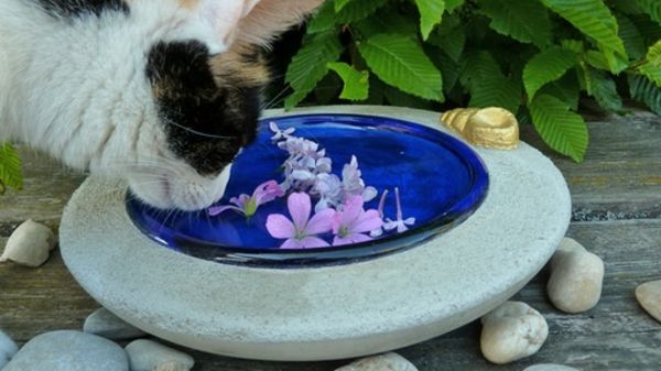 make-a-make-yourself-cup-voor-water-katten-drinken - water met bloemen