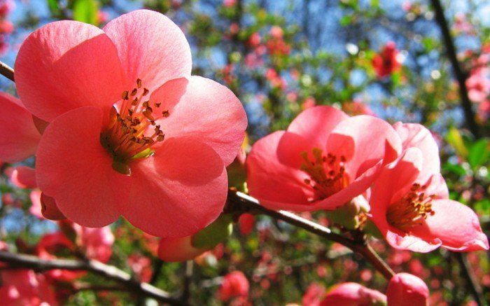 roz fermecător Blossom imagine de primăvară fantastică