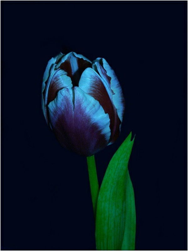 slika-of-črno-tulipan-s-pivo-niansirano