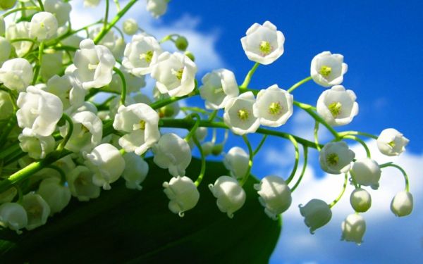 bakgrunns vårblomster-i-hvit-farge-deco-ideer-Blumendeko-hvitt-våren blomster tapet hage blomster