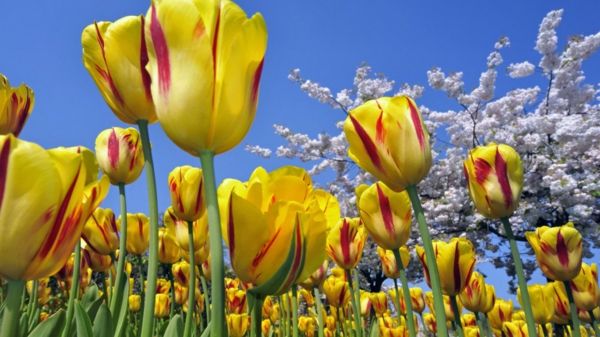 bakgrunns tulipan-plante-the-tulipan-tulipan-in-amsterdam-tulipan tapet tulipan-kaufen--