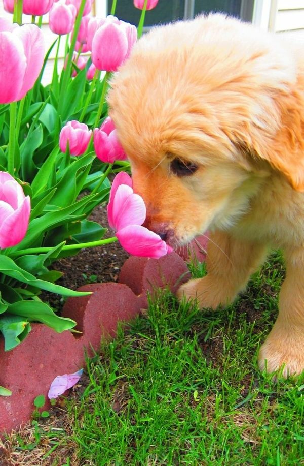 bakgrunns tulipan-plante-the-tulipan-tulipan-in-amsterdam-tulipan tapet tulipan-buy-dog
