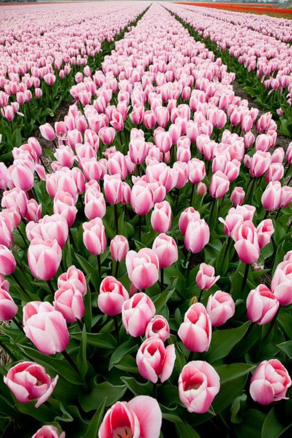kvadrat-tulipan-plante-the-tulipan-tulipan-tulipan tapet tulipan-kjøps-