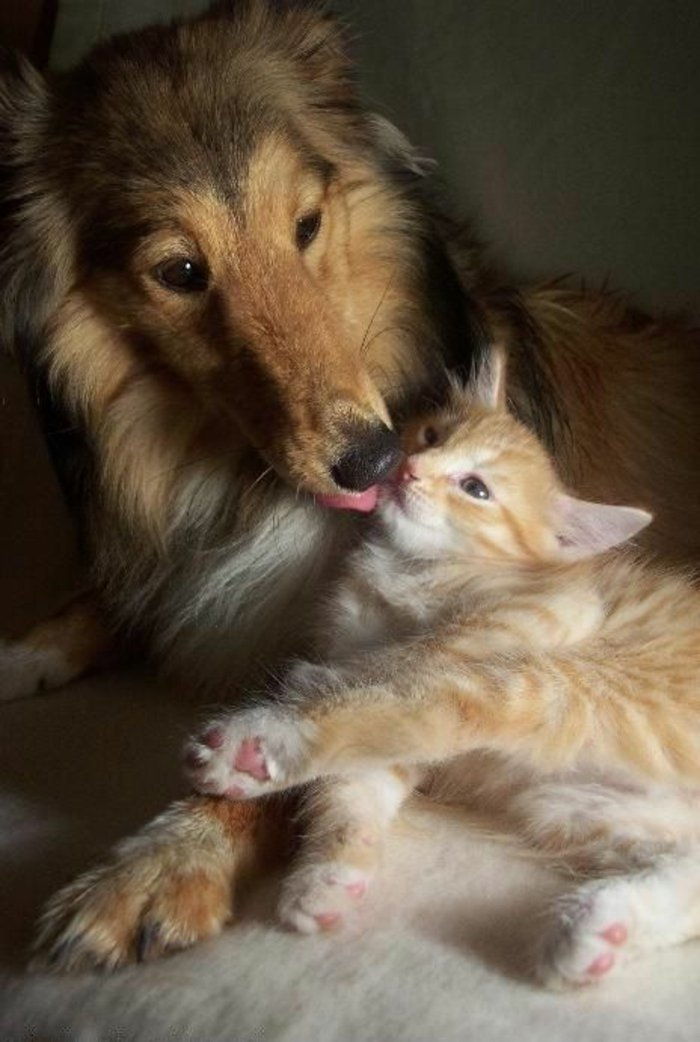 slika-igranje-pes-in-cat-Colley Kitten poljubov sladko
