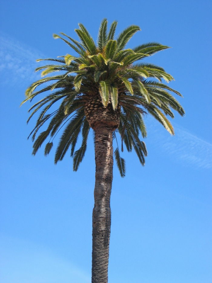 image-of-palmer-blue-sky än bakgrunds