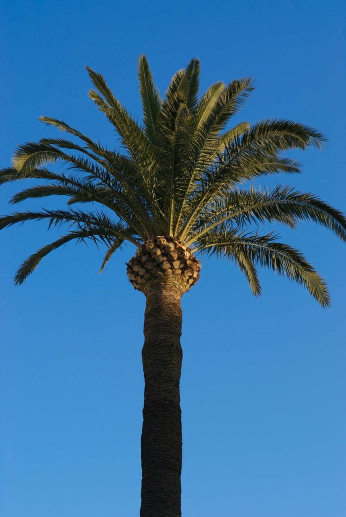 Görüntü-of-the palmiyeler-background-in-mavi