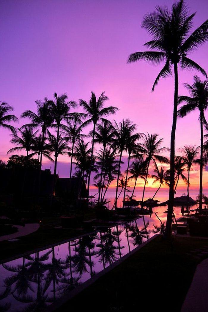 bild-of-palm-purpurfärgad bakgrund
