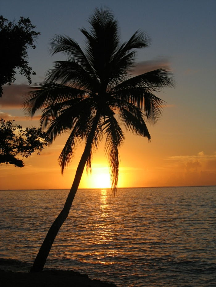 bild-of-palm-solnedgång